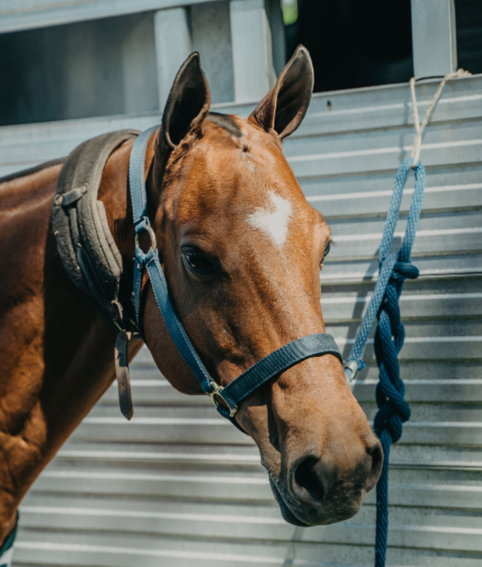 Your Guide to Polo